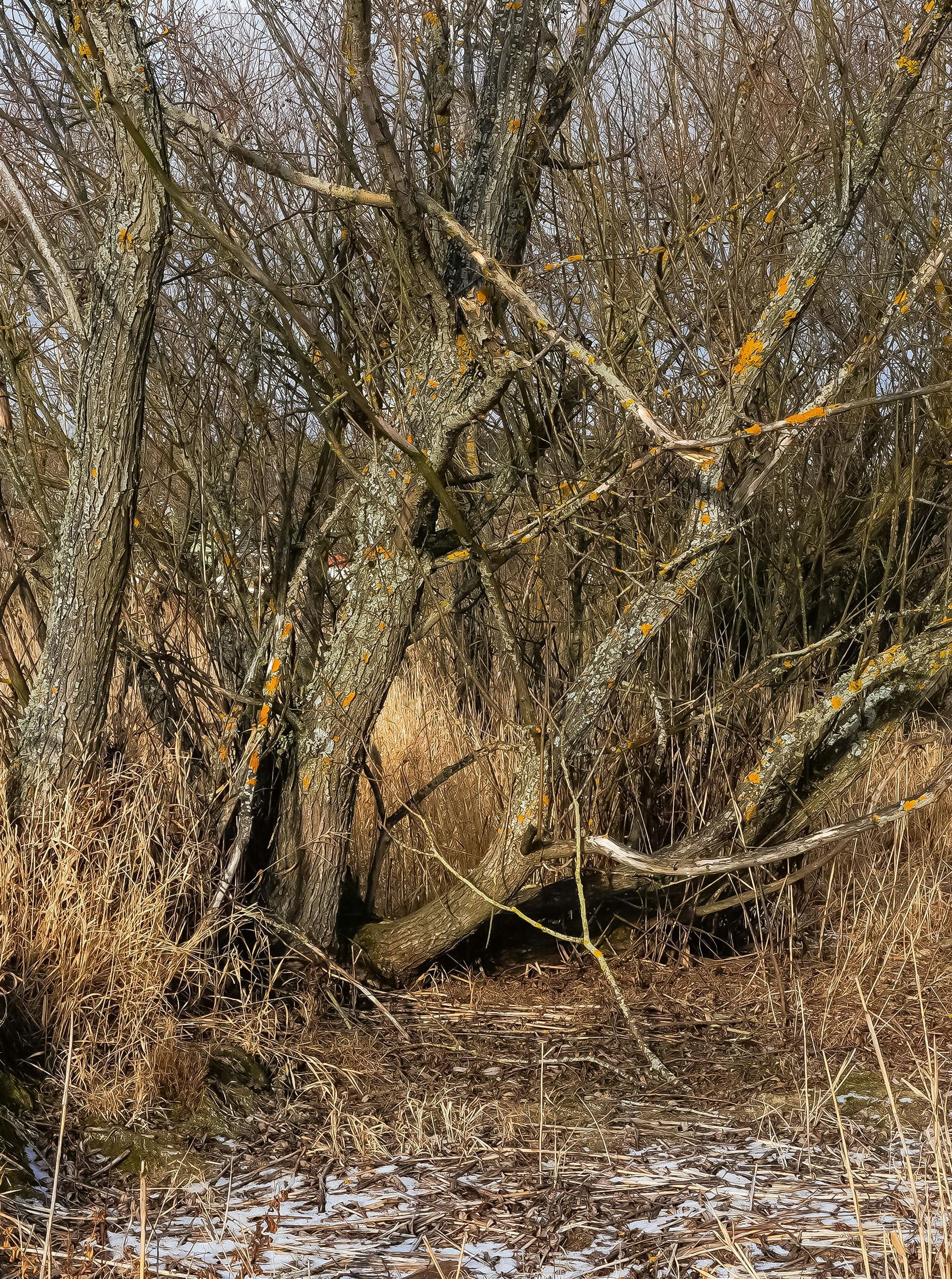 A thicket of leafless, lichen-covered trees stands over a patch of ground dusted with snow and covered in dry brown leaves.