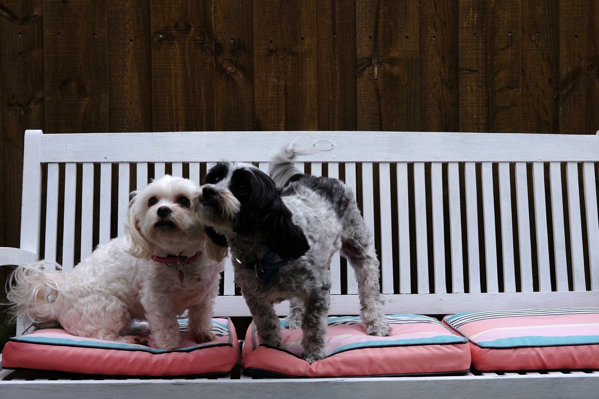 Two cute pups contemplating