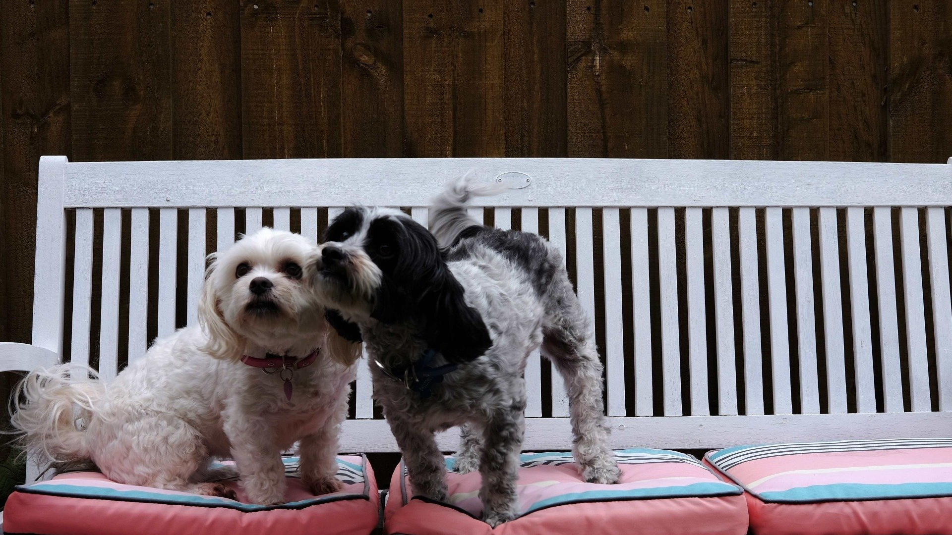 Two cute pups contemplating