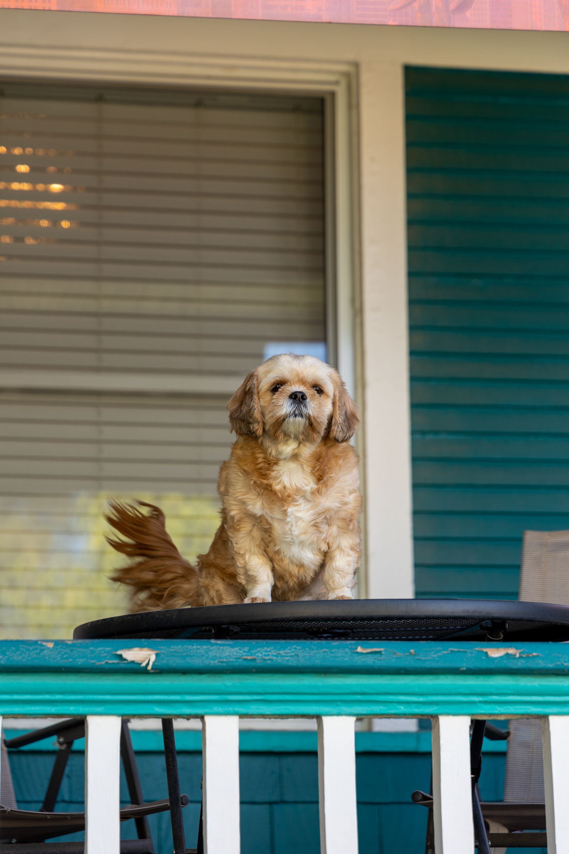 Dog sitting on a porch railing, looking at the camera. Porch is teal and white, with a window behind the dog.