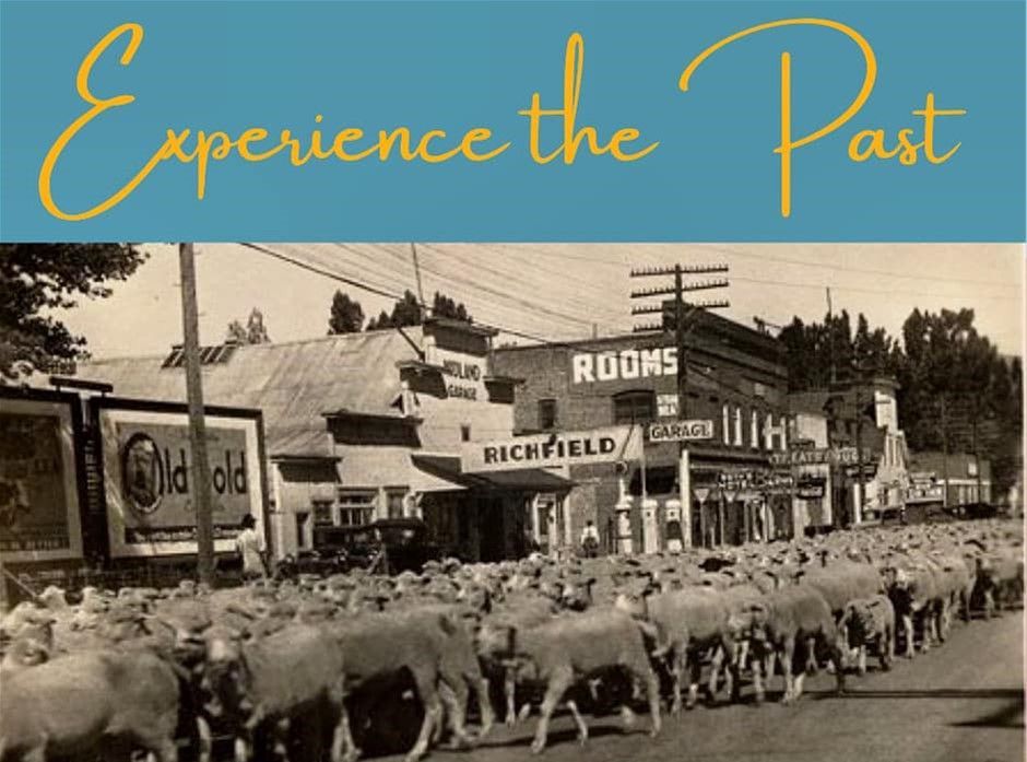 A black and white photo of a herd of sheep in front of a richfield store