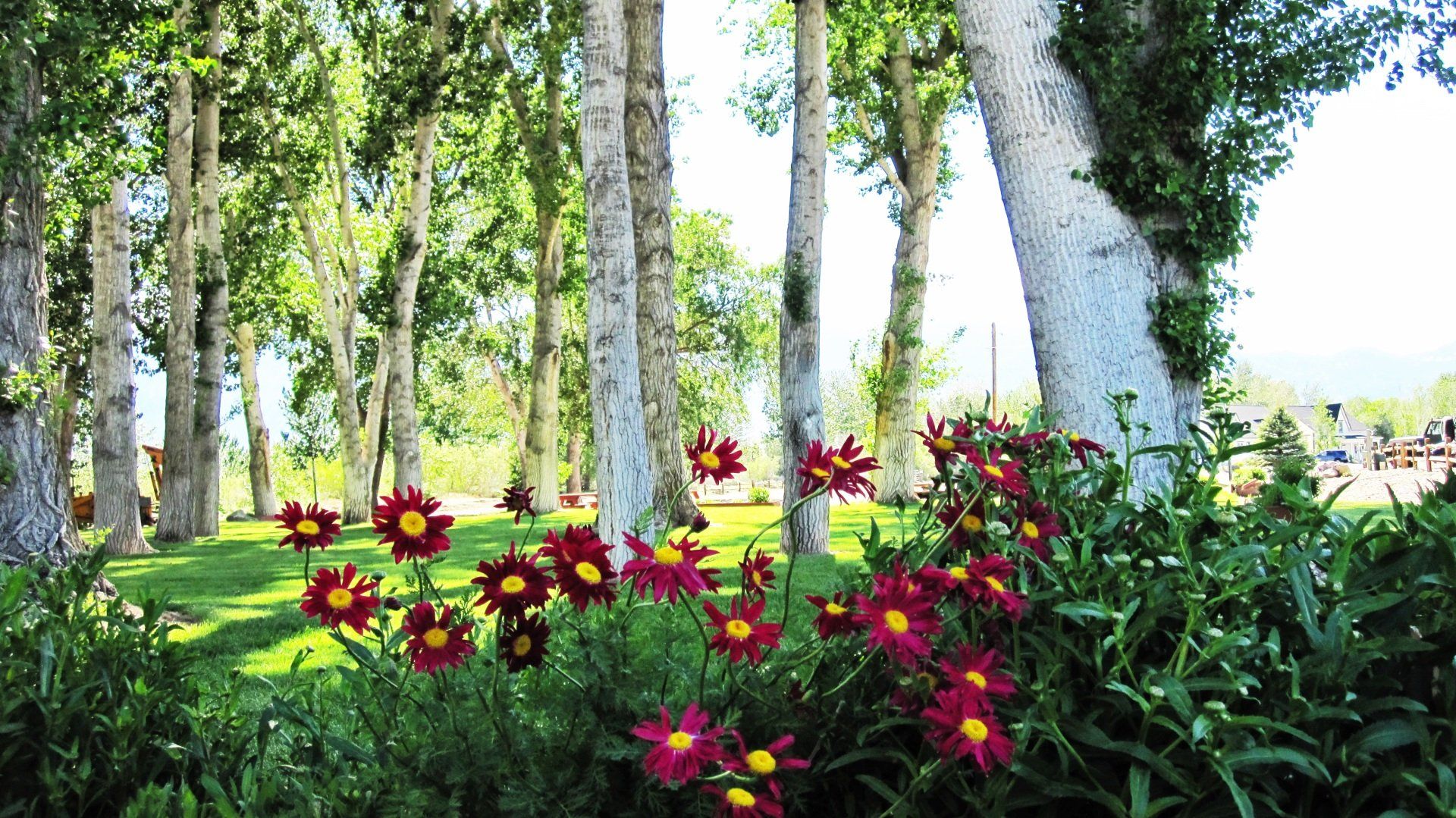 A row of trees with flowers in the foreground