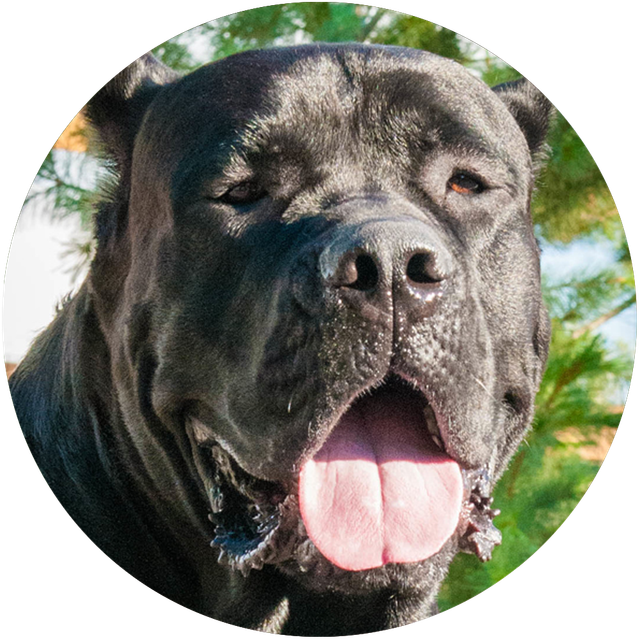 Lionheart best sale cane corso