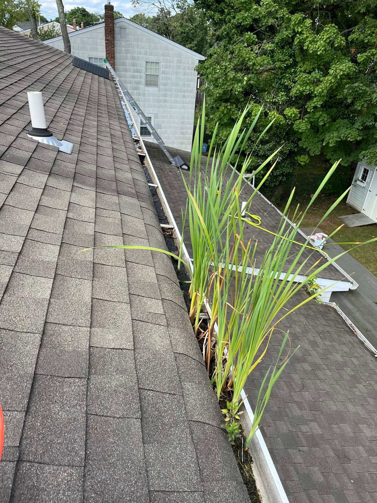 A plant is growing out of a gutter on a roof.