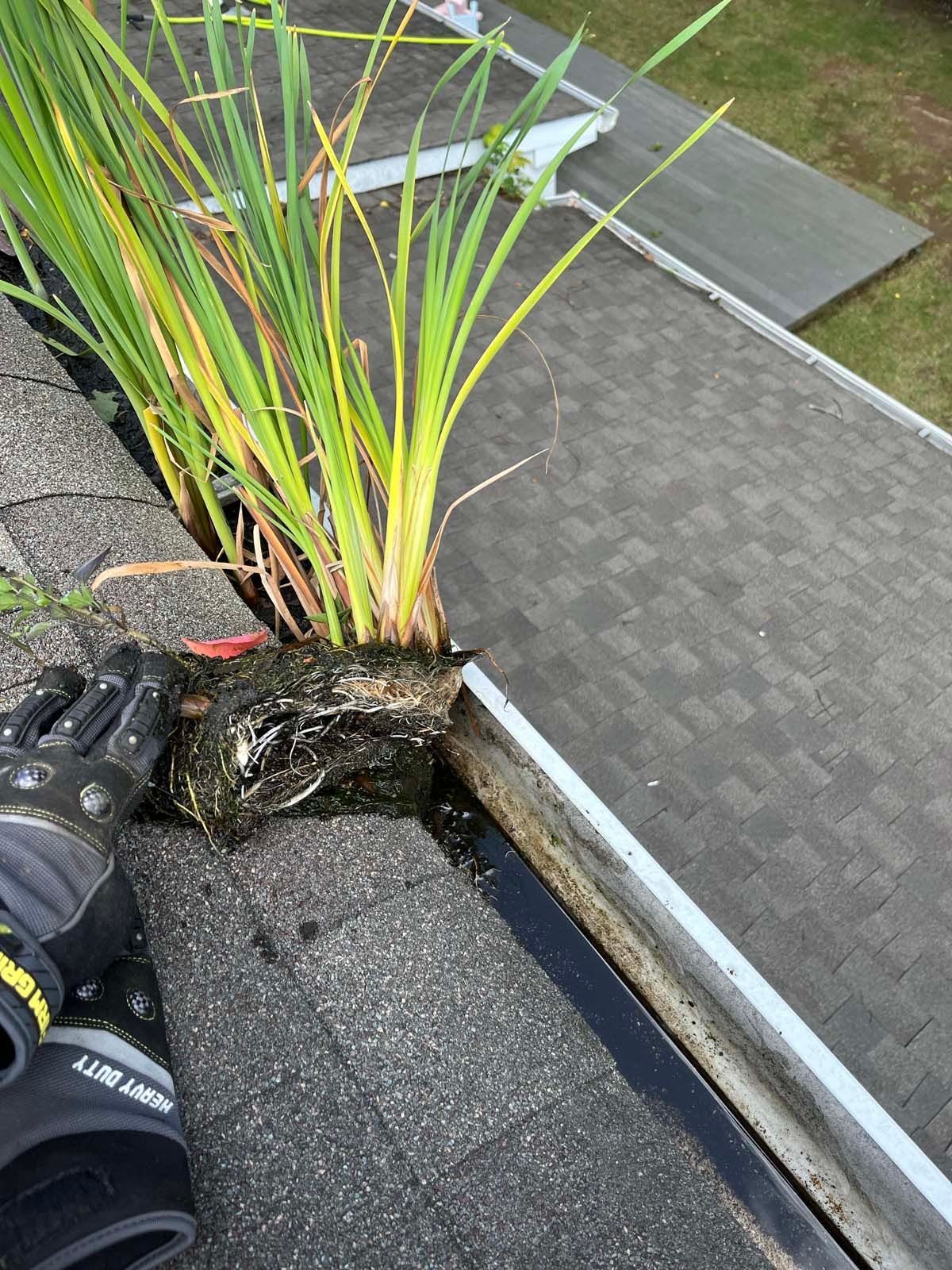 A plant is growing out of a gutter on a roof.