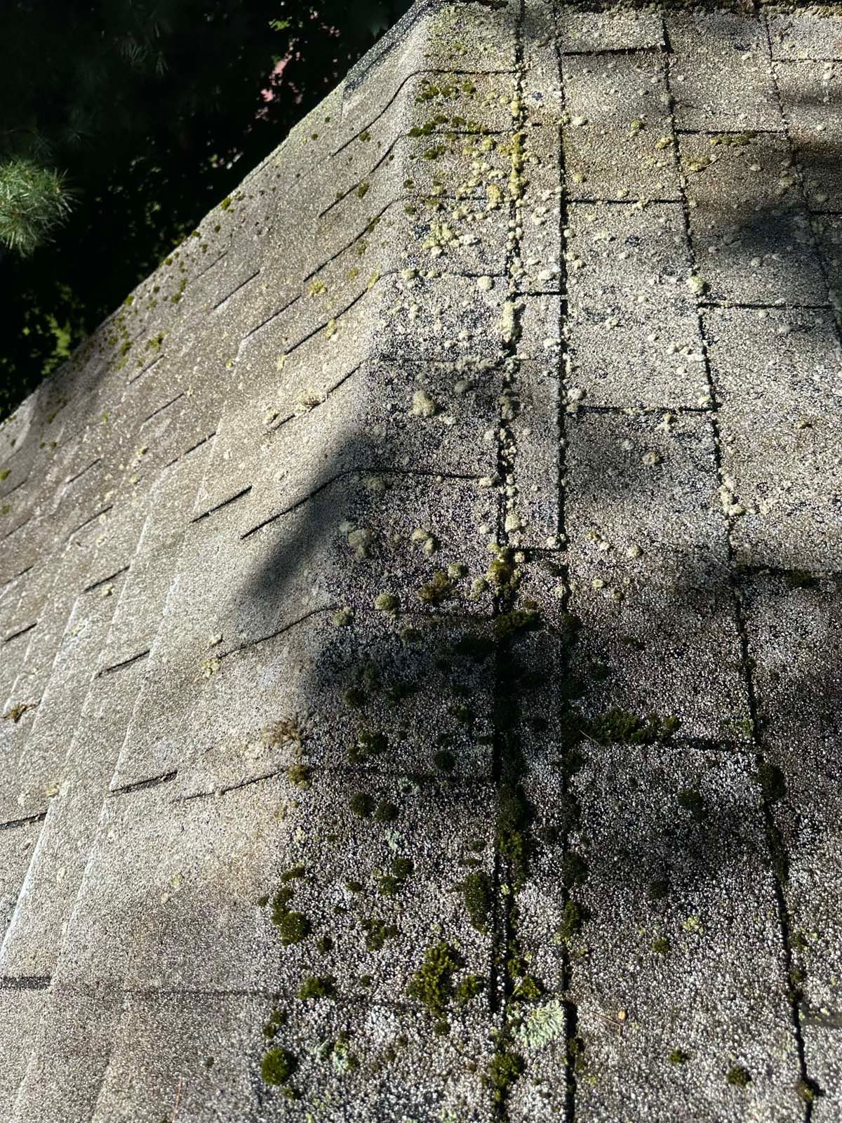 A close up of a roof with moss growing on it.