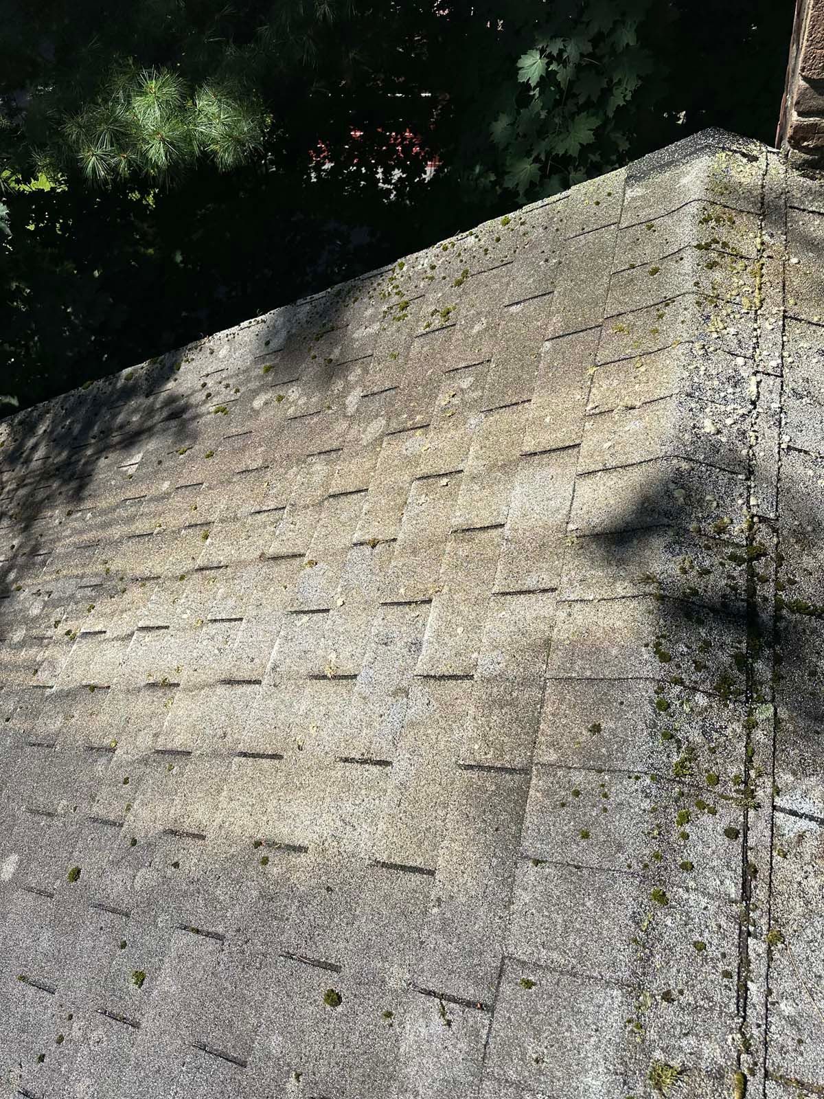 A close up of a roof with moss growing on it.