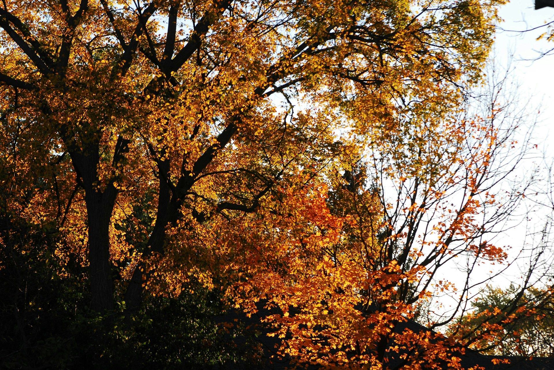 Trees with orange and yellow leaves in autumn sunlight.