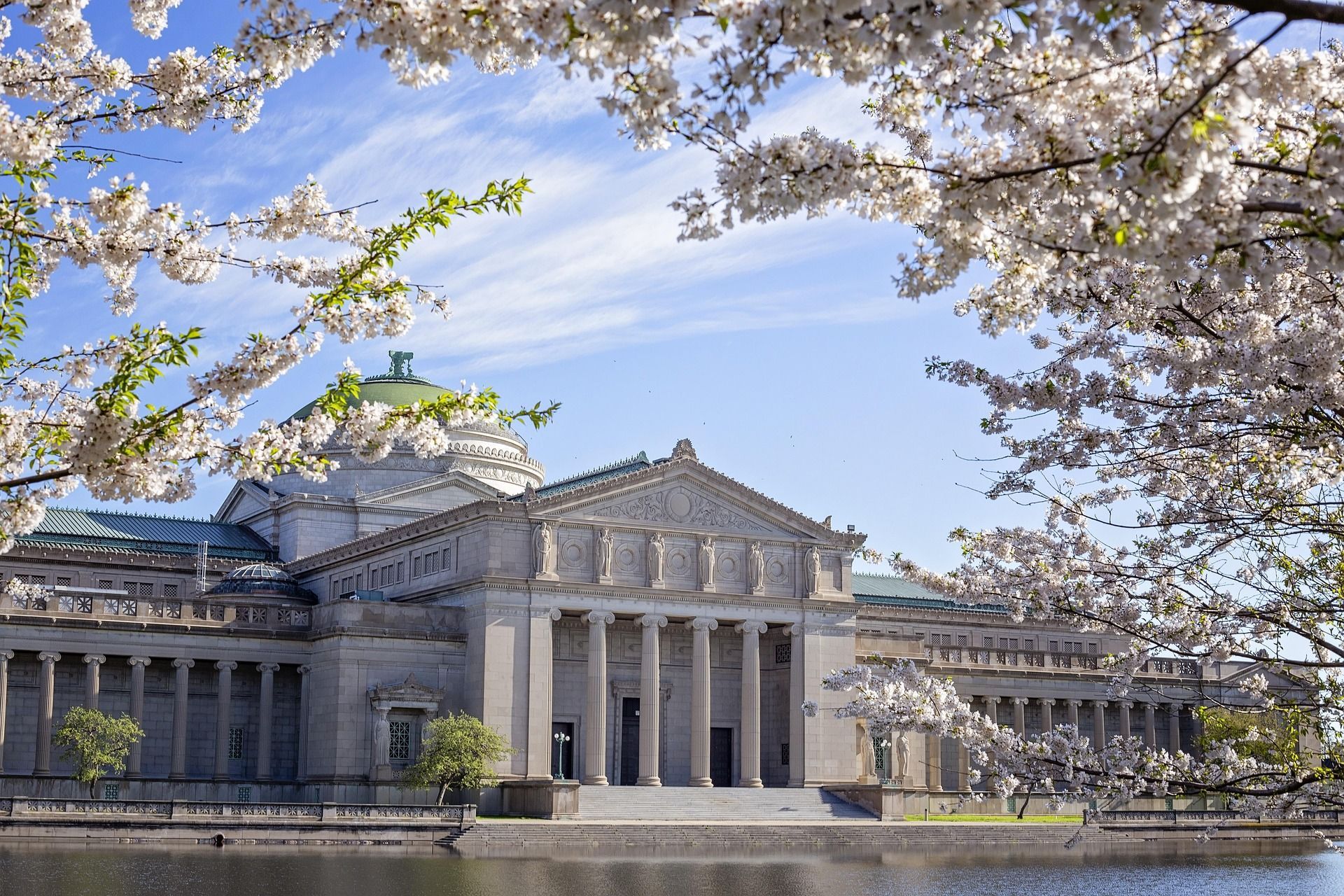 Museum of Science and Industry framed by cherry blossoms on a sunny day in Chicago.