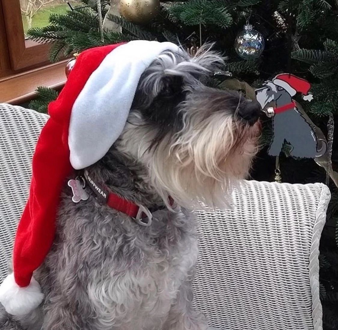 Een grijs-witte dwergschnauzer met een kerstmuts zit voor een kerstboom