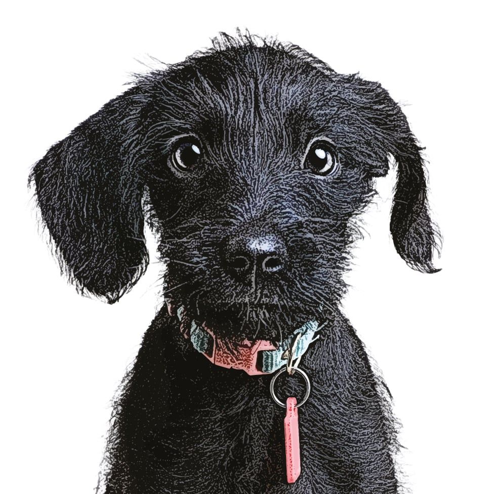 Een zwarte pup met een roze halsband kijkt naar de camera.