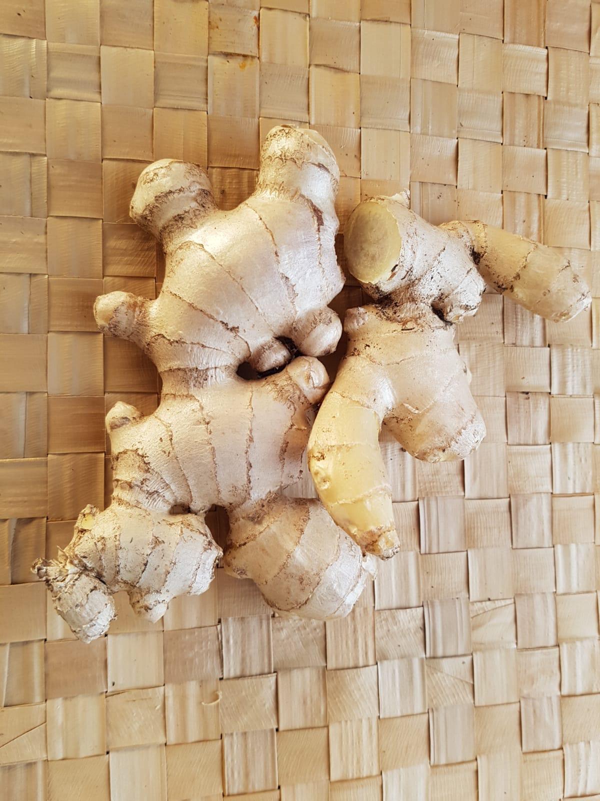 coltivazione ecosostenibile di rizomi di zenzero