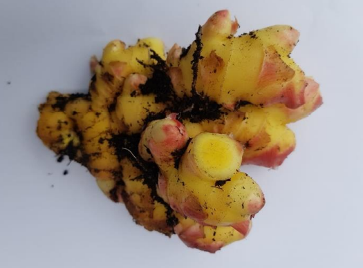 curcuma con effetto antiossidante