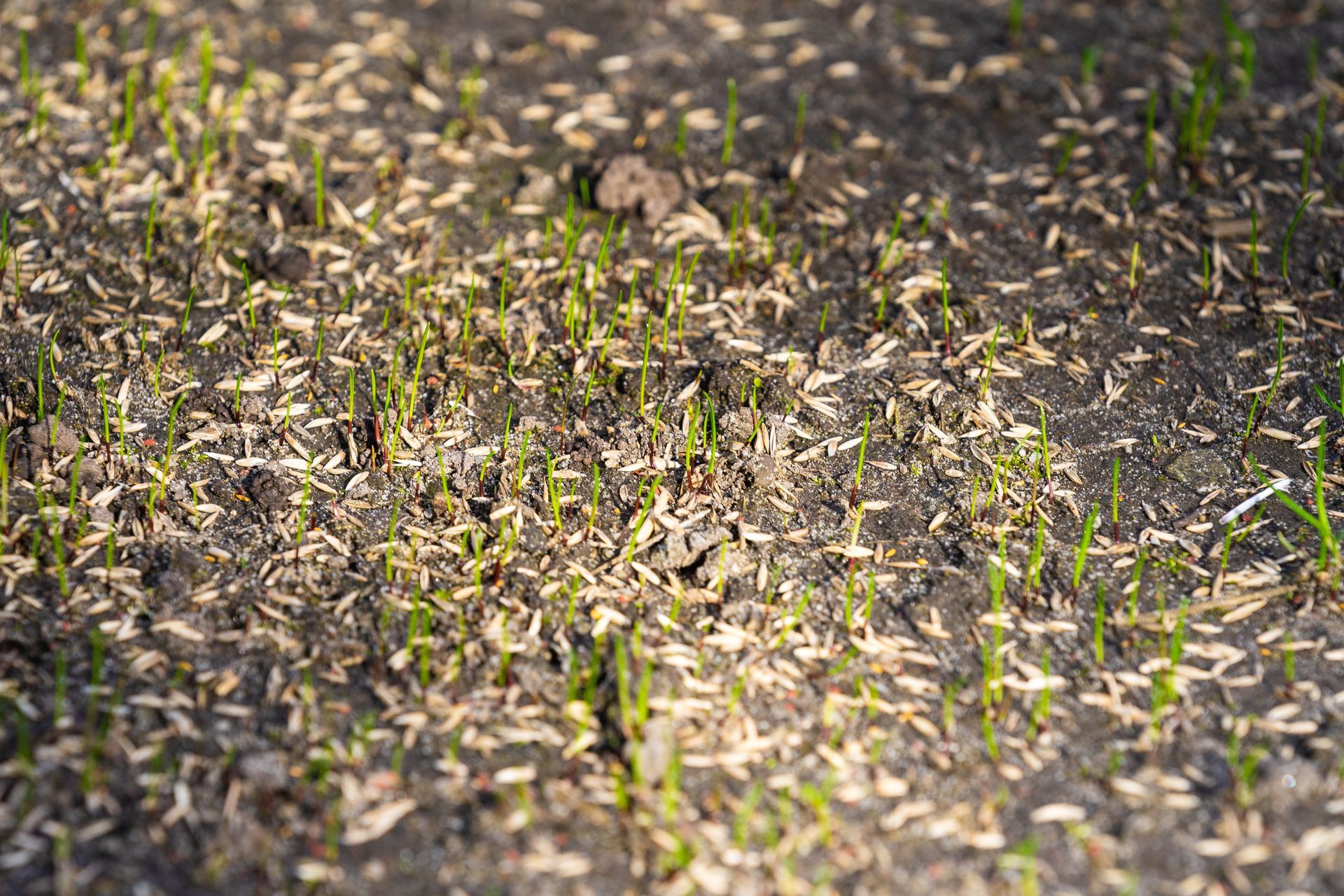 Lawn Seeding — Redwood City, CA — Bayshore Landscaping