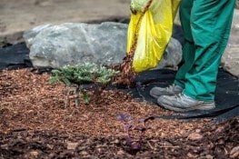 Gardener spills mulch under bush - Jay's Yard Maintenance and Tree Service in Hillsborough NJ