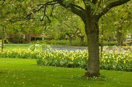 spring lawn in garden - Jay's Yard Maintenance and Tree Service in Hillsborough NJ