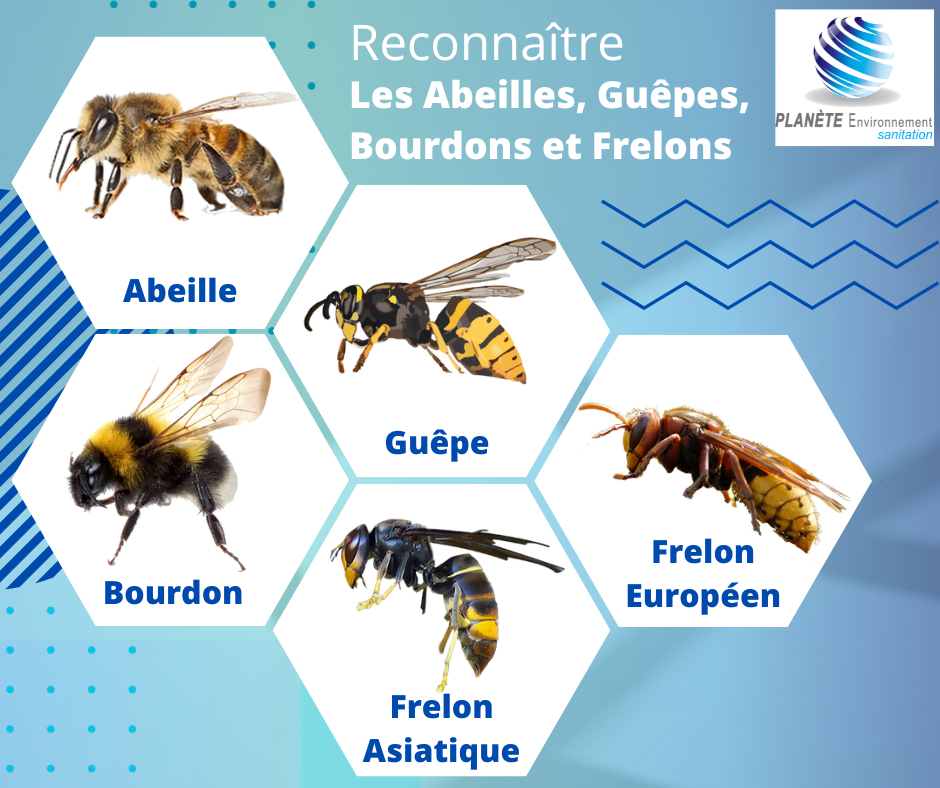 BIEN DIFFERENCIER LES ABEILLES, BOURDONS, GUEPES ET FRELONS — free download