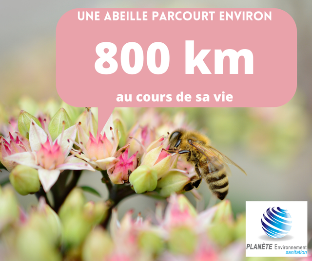 Combien d'abeilles faut-il pour produire un kilo de miel ?