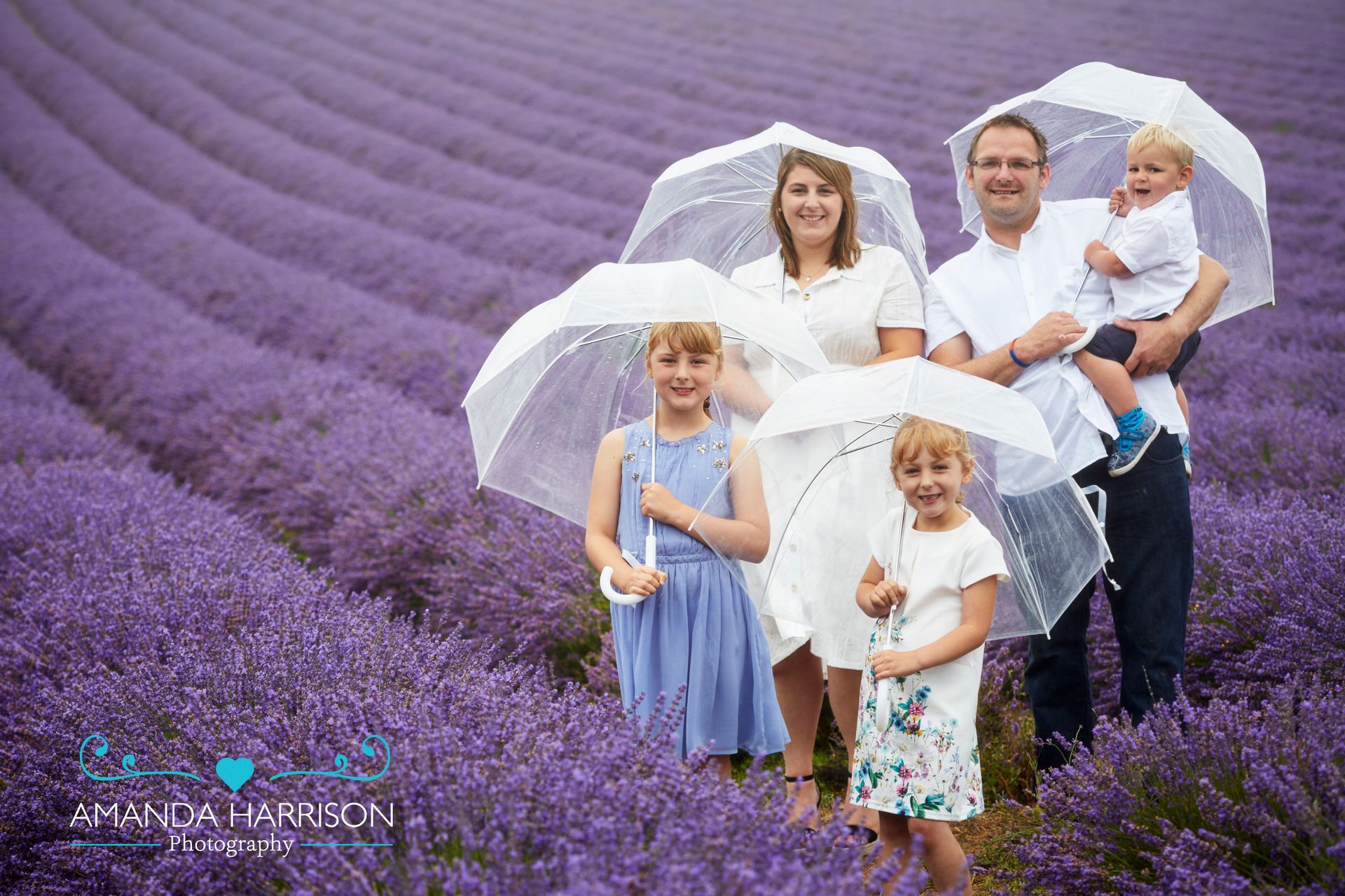 Family holding clear umbrellas in a lavender field, with purple rows stretching into the distance.