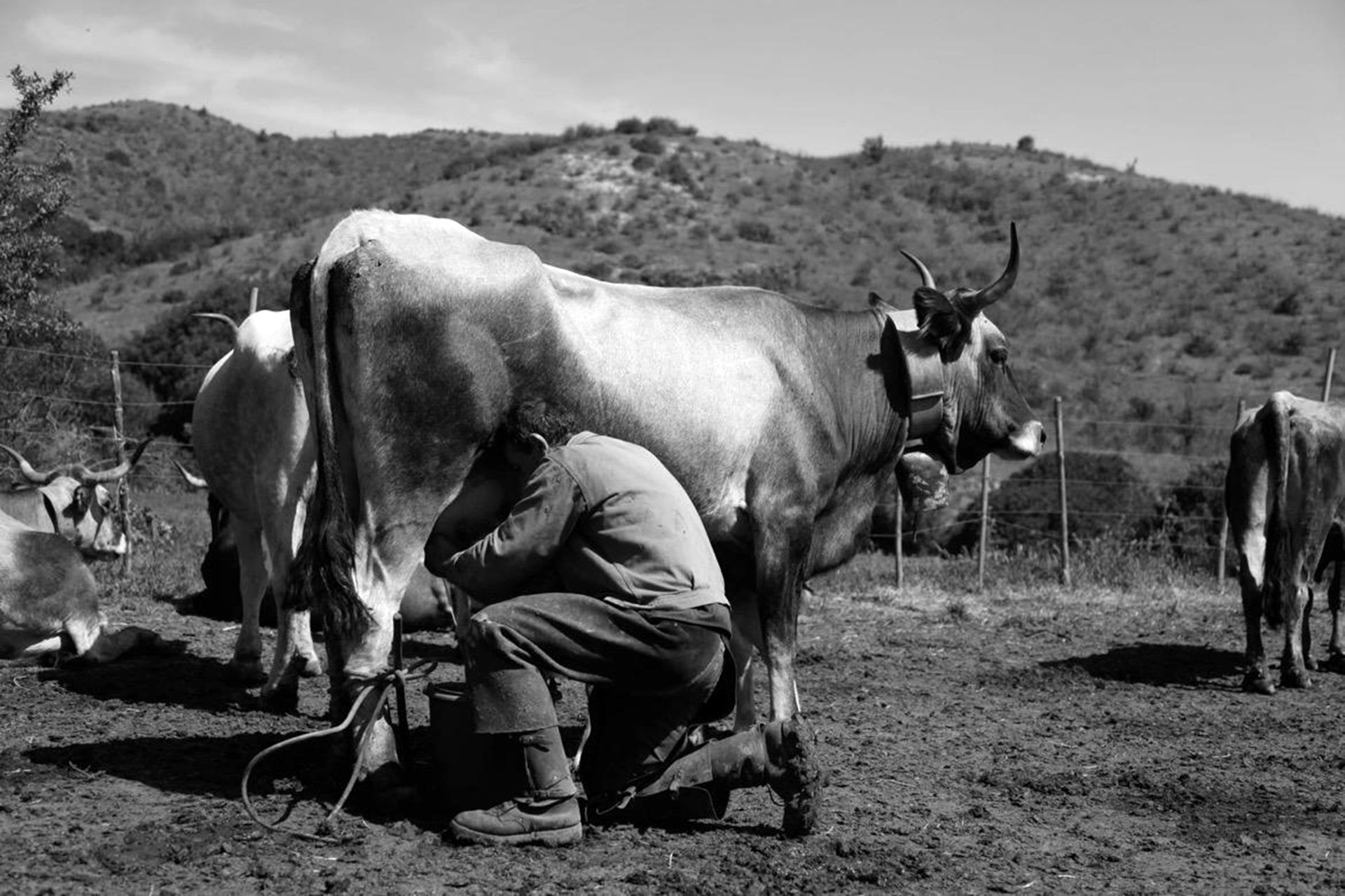 pascolo mucche podoliche