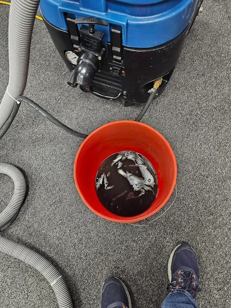 Red bucket of dark liquid next to a blue and black vacuum cleaner on a gray carpet.