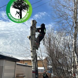 Un homme grimpe à un arbre avec une échelle.