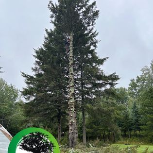 Un grand pin est en train d'être abattu au milieu d'une forêt.