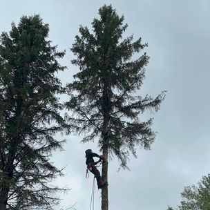Un homme grimpe à un grand pin.