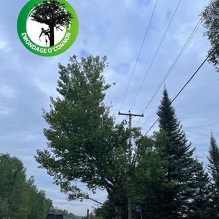 Un arbre est entouré de lignes électriques et d'un logo qui dit emondage o connor