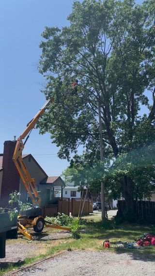 Un homme coupe un arbre avec une grue dans une cour.