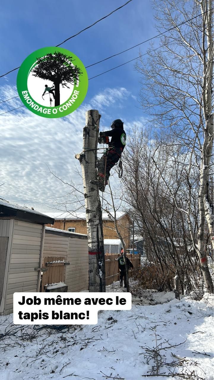 Un homme grimpe à un arbre dans la neige.