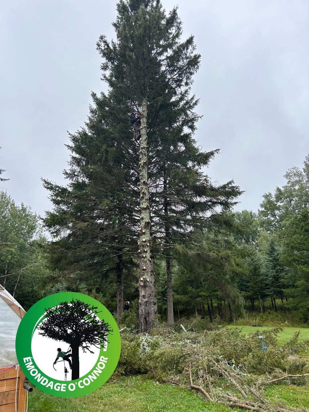 Un grand pin au milieu d'une forêt.