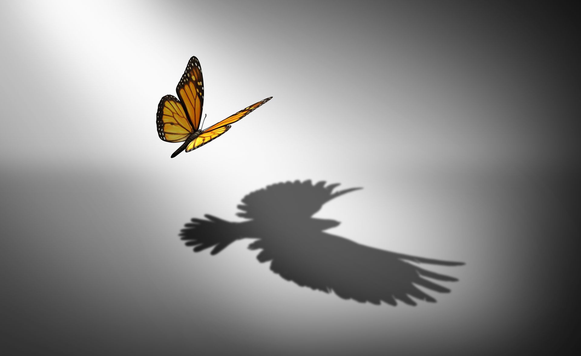 Butterfly casting a shadow of a bird in full flight signifying career change transformation