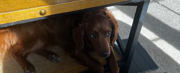 A brown dog is laying under a wooden table.