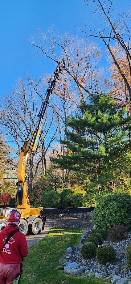 Crane is Lifting a Tree in a Yard — Masury, OH — Hackett's Tree Service