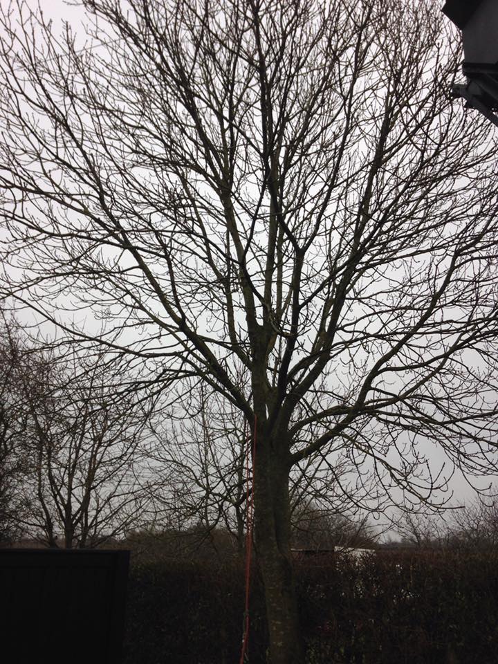 tree work example 12