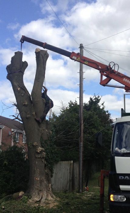 tree work example 11