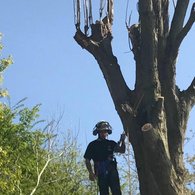 tree work example 10