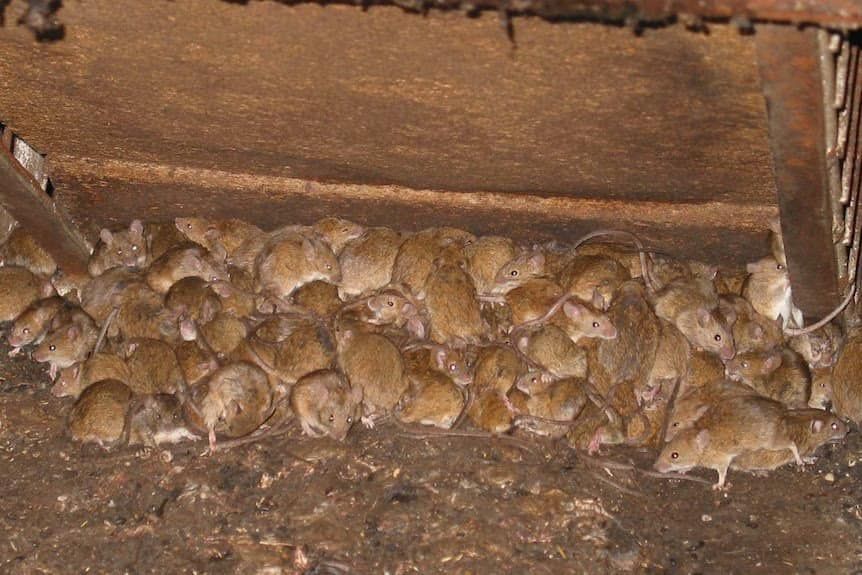 Pest Worker Spraying Insecticide Below Window Of House — GreensPest In Dubbo New South Wales