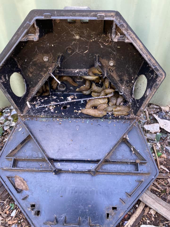 Two Brown Rats Looking Of The Cover — GreensPest In Dubbo New South Wales