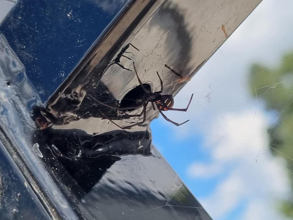 Termites Eating Wood — GreensPest In Nyngan