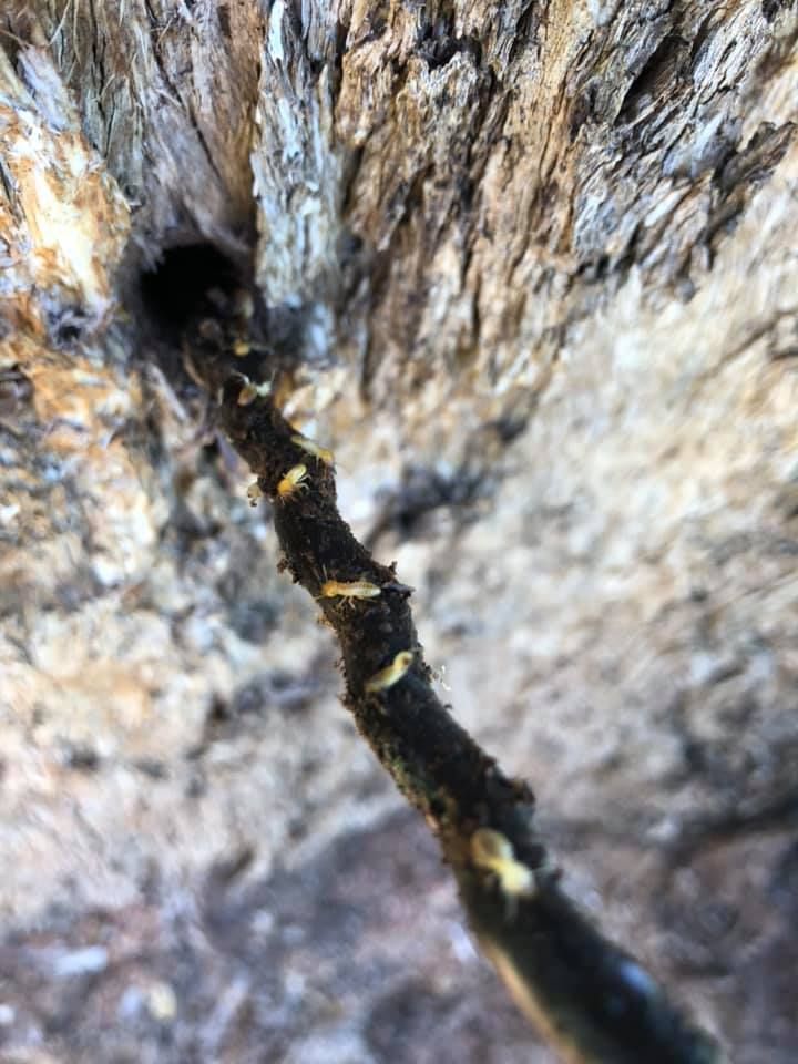 Termite Inspector Check Inside The House — GreensPest In Dubbo New South Wales