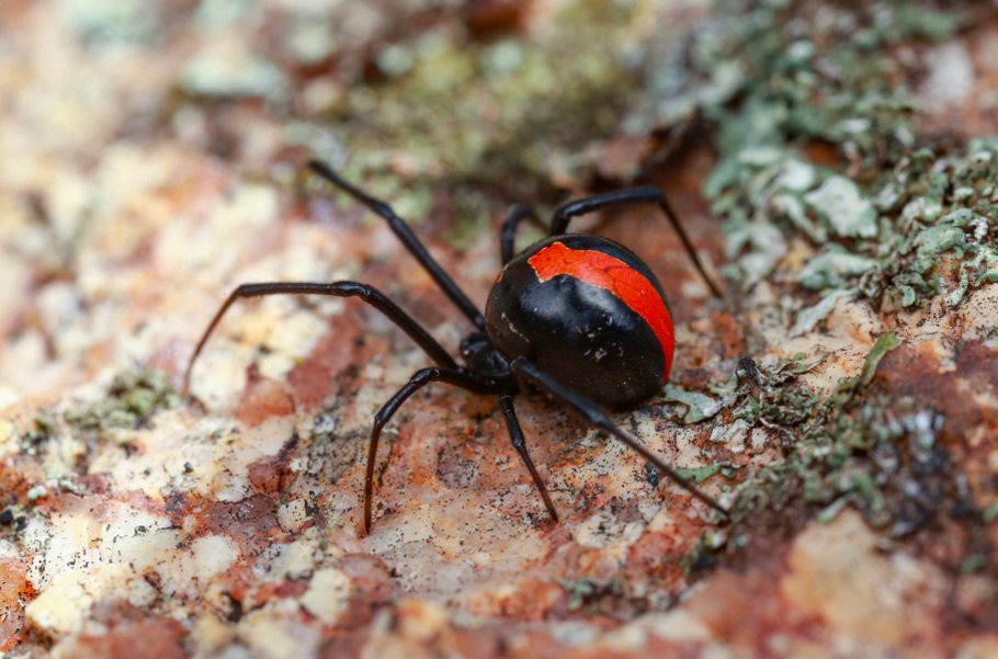 Australian Red Back Spider — GreensPest In Nyngan