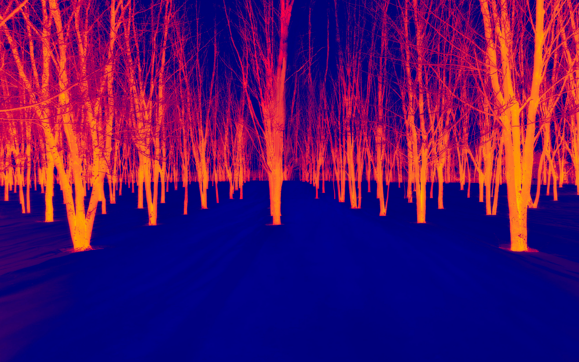 A thermal image of a forest with trees lit up at night.