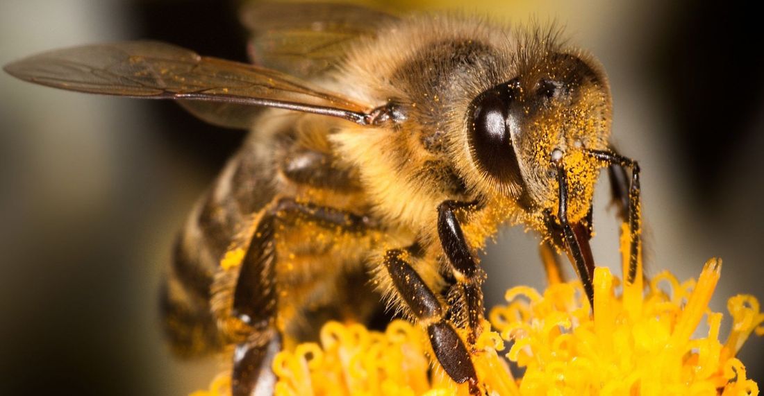 Vendita di articoli per l'apicoltura