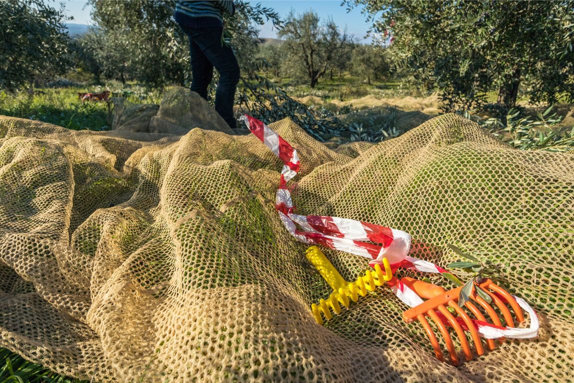 Strumenti per la raccolta delle olive