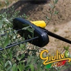 Consulenze per la raccolta delle olive
