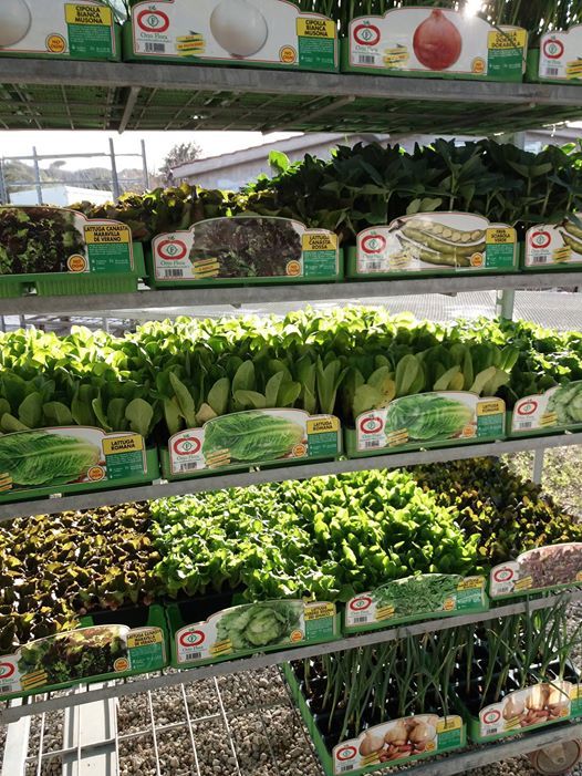 Assortimento di piante da orto