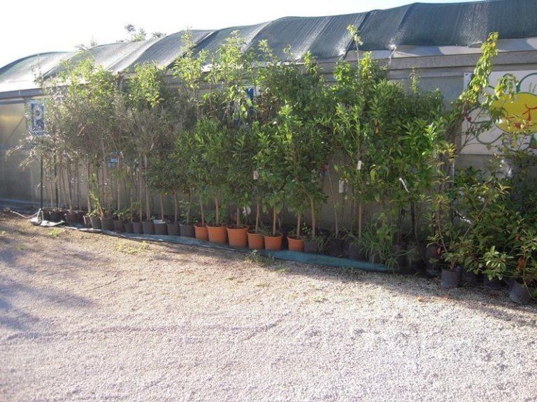 Vivaio con vendita di piante