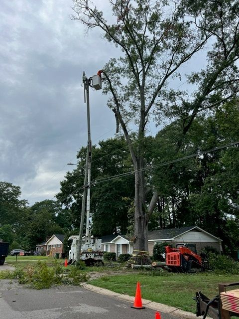 A crane is cutting a tree in the middle of a street.
